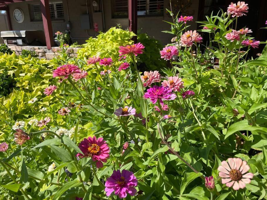 Encanto Cactus Flower Casita Phoenix Ngoại thất bức ảnh
